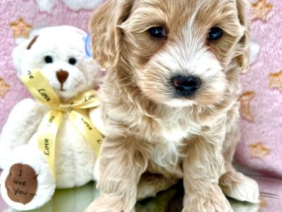 Veterinary health checked Cavapoo puppies in Cavan
