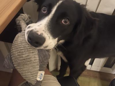 Still Available - Draco - 9 months Collie - Lab