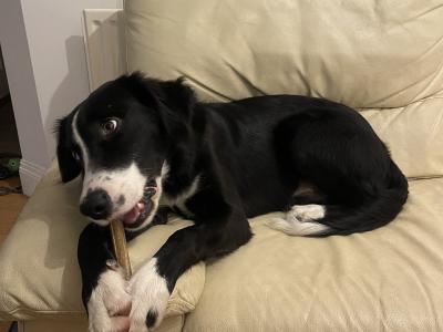 Still Available - Draco - 9 months Collie - Lab