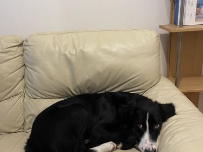 Still Available - Draco - 9 months Collie - Lab