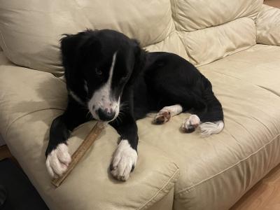 Still Available - Draco - 9 months Collie - Lab