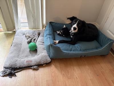 Still Available - Draco - 9 months Collie - Lab