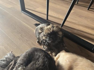 Shih Tzu puppies in Monaghan