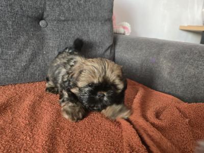 Shih Tzu puppies in Monaghan