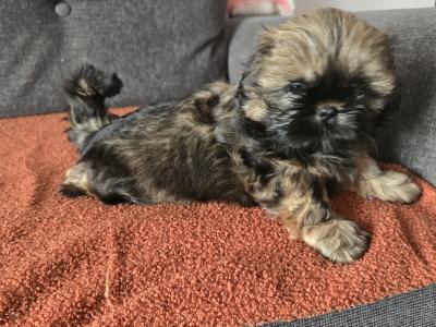 Shih Tzu puppies in Monaghan