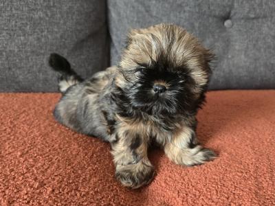 Shih Tzu puppies in Monaghan