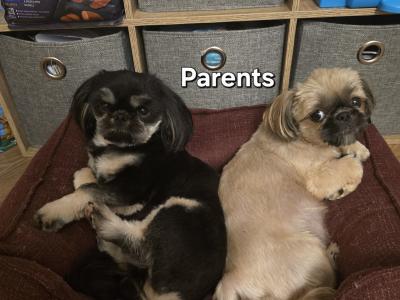 Shih Tzu puppies in Monaghan