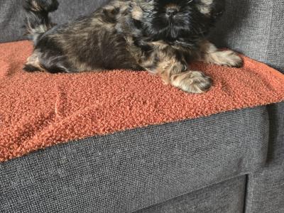 Shih Tzu puppies in Monaghan