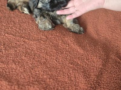 Shih Tzu puppies in Monaghan