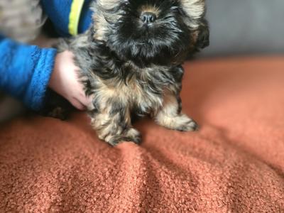 Shih Tzu puppies in Monaghan