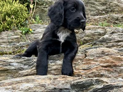 IKC Registered Working Cocker Spaniel puppies in Cork