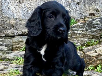IKC Registered Working Cocker Spaniel puppies in Cork
