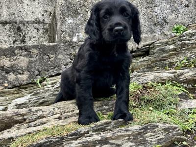 IKC Registered Working Cocker Spaniel puppies in Cork