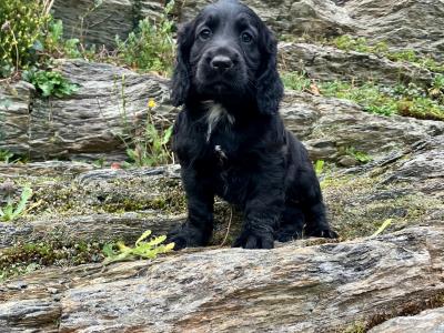 IKC Registered Working Cocker Spaniel puppies in Cork