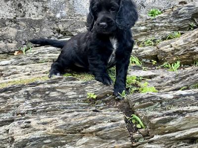 IKC Registered Working Cocker Spaniel puppies in Cork