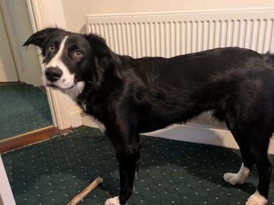 Still Available - Draco - 9 months Collie - Lab