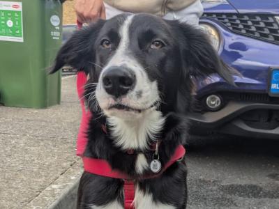 Still Available - Draco - 9 months Collie - Lab