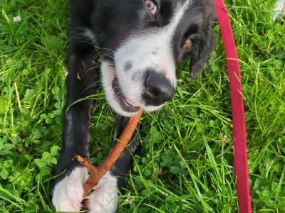 Still Available - Draco - 9 months Collie - Lab