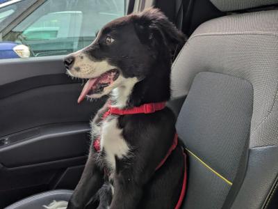 Still Available - Draco - 9 months Collie - Lab