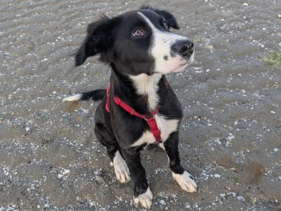 Still Available - Draco - 9 months Collie - Lab