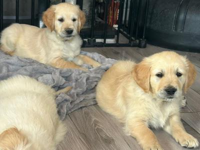 IKC Registered Champion Pedigree purebred Golden Retriever puppies in Wexford