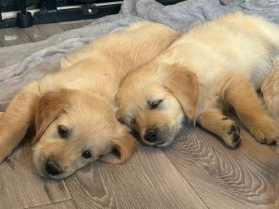 IKC Registered Champion Pedigree purebred Golden Retriever puppies in Wexford