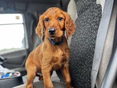 Irish Red Setter puppies
