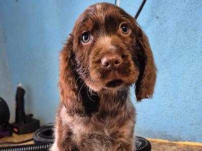 Fabulous IKC Registered Cocker Spaniel puppies in Galway