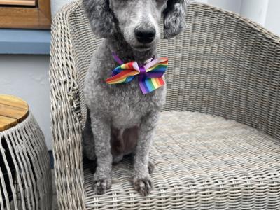 IKC Registered(pending) miniature male Poodle puppy in Kerry