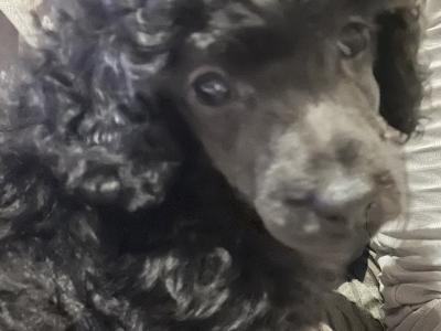 IKC Registered(pending) miniature male Poodle puppy in Kerry