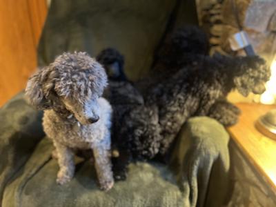 IKC Registered(pending) miniature male Poodle puppy in Kerry