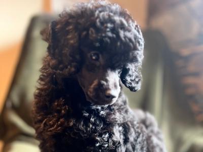 IKC Registered(pending) miniature male Poodle puppy in Kerry