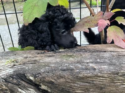 IKC Registered(pending) miniature male Poodle puppy in Kerry