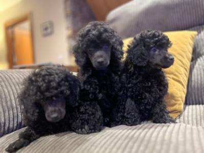 IKC Registered(pending) miniature male Poodle puppy in Kerry