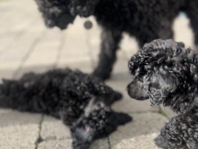 IKC Registered(pending) miniature male Poodle puppy in Kerry