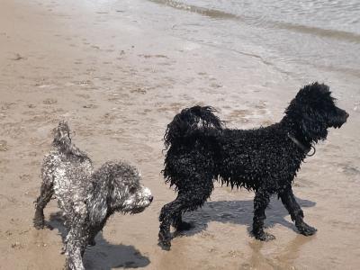 IKC Registered(pending) miniature male Poodle puppy in Kerry
