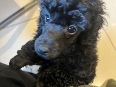 IKC Registered(pending) miniature male Poodle puppy in Kerry