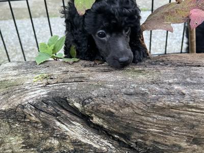 IKC Registered(pending) miniature male Poodle puppy in Kerry