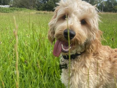 Harry is a male Miniature Cockapoo puppy 10 months old in Galway