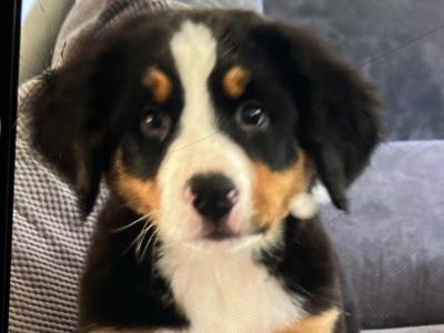 IKC Registered Bernese Mountain Dog puppies in Kilkenny