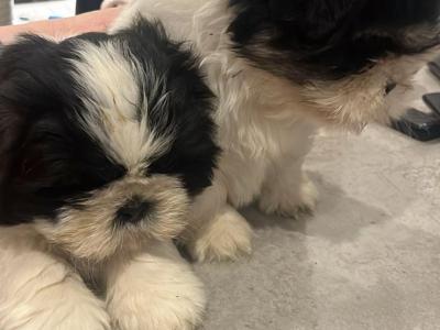 Shih Tzu puppies in Wicklow €500