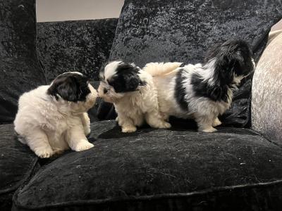 Shih Tzu puppies in Wicklow €500