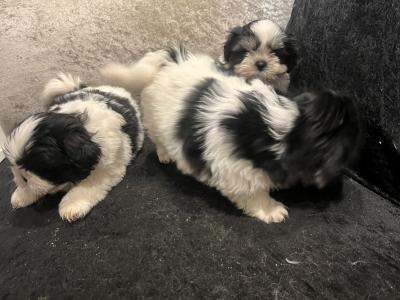 Shih Tzu puppies in Wicklow €500