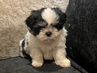 Shih Tzu puppies in Wicklow €500