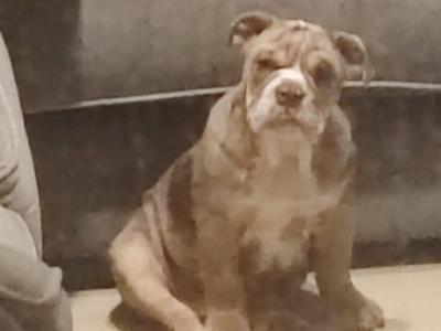 Male English Bulldog puppy 4 months old in Limerick