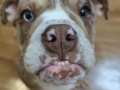 Male English Bulldog puppy 4 months old in Limerick