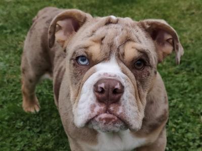 Male English Bulldog puppy 4 months old in Limerick