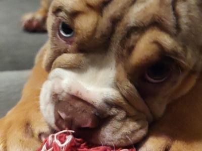 Male English Bulldog puppy 4 months old in Limerick