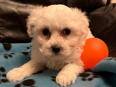 Maltese x puppies in Westmeath. Males available.