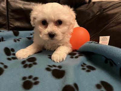 Maltese X pups. Westmeath. Males available.